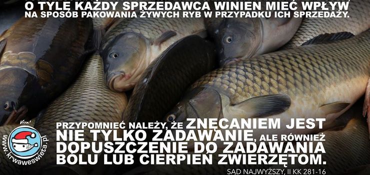 "Okrutny, przedwiteczny rytua". Nie wszystkie sieci zrezygnoway ze sprzeday ywych karpi