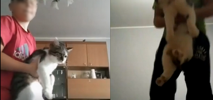 10-latek rzuca kotem i zamieszcza filmiki w sieci. Spraw zaja si policja