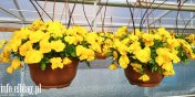 Najpikniejsze kwiaty na balkon lub do ogrodu tylko z Ogrodnictwa Piotra Zimiskiego
