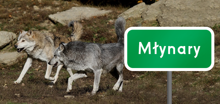 Gmina Młynary: Wilki zagryzły zwierzęta gospodarskie. To już kolejny taki atak