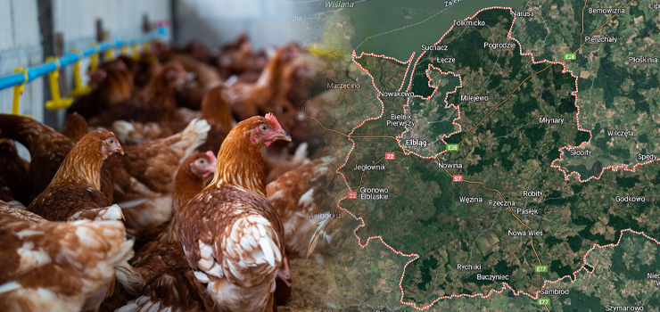 Ptasia grypa na Mierzei Wi�lanej. "W powiecie elbl�skim mamy spok�j. W wojew�dztwie warmi�sko-mazurskim jest problem"