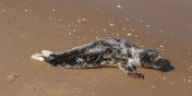 Na plaży w Skowronkach znaleziono malutką fokę