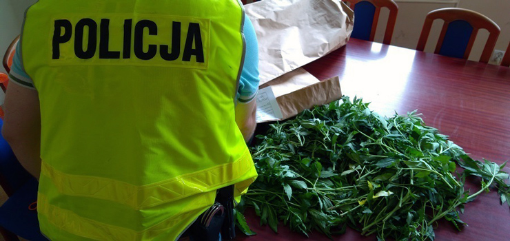 Gmina Stegna: policjanci zlikwidowali plantację marihuany (zobacz zdjęcia)
