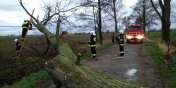 Na Łaszce wiatr powalił ogromne drzewo na drogę