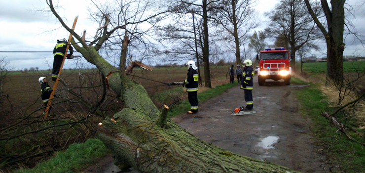 Na aszce wiatr powali ogromne drzewo na drog