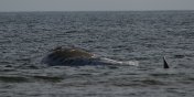 Wieloryb osiadł na plaży w Stegnie (zobacz zdjęcia)