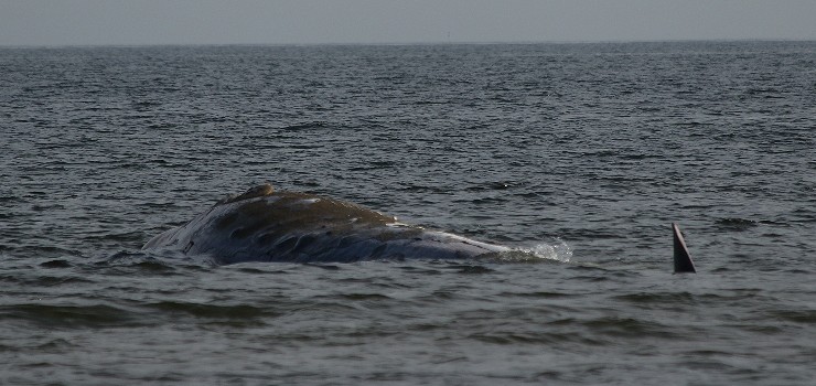 Wieloryb osiad na play w Stegnie (zobacz zdjcia)
