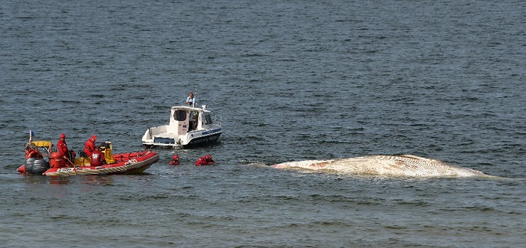 Wieloryb ze Stegny zosta odholowany na stacj badawcz na Helu (zobacz zdjcia)