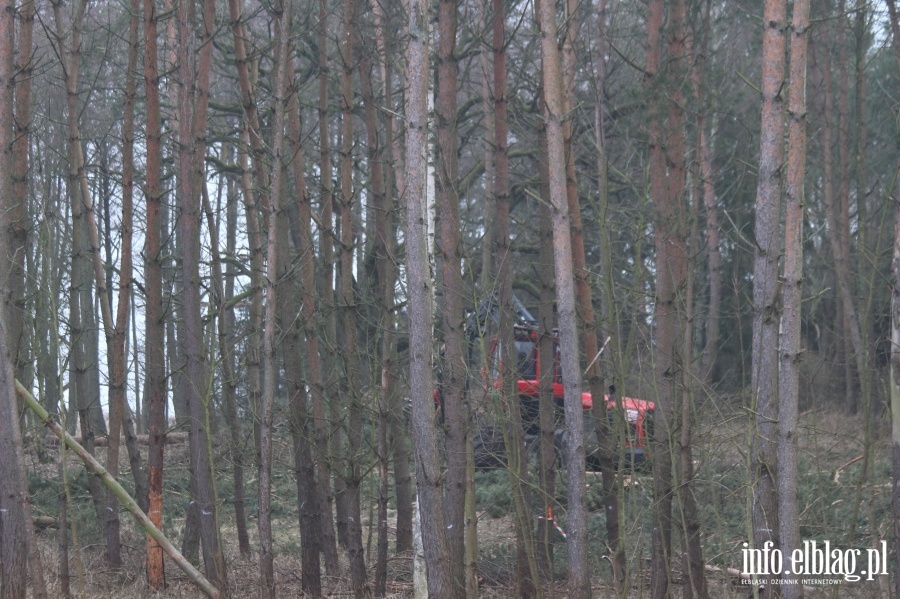 Wycinka drzew w miejscu Przekopu Mierzei Wilanej, fot. 21