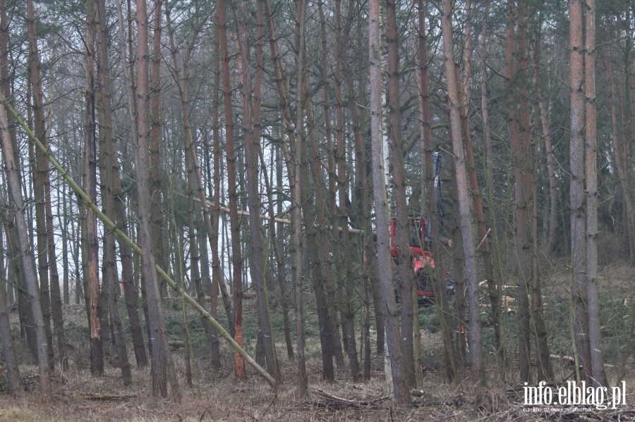Wycinka drzew w miejscu Przekopu Mierzei Wilanej, fot. 24
