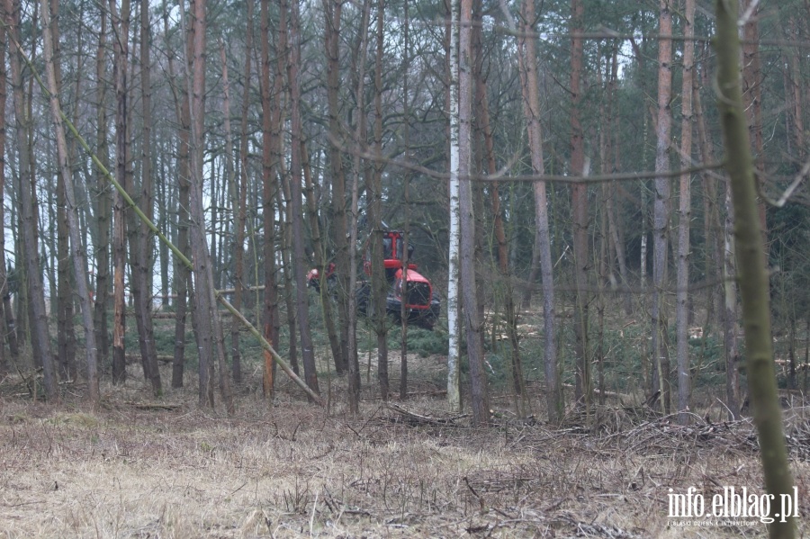 Wycinka drzew w miejscu Przekopu Mierzei Wilanej, fot. 25