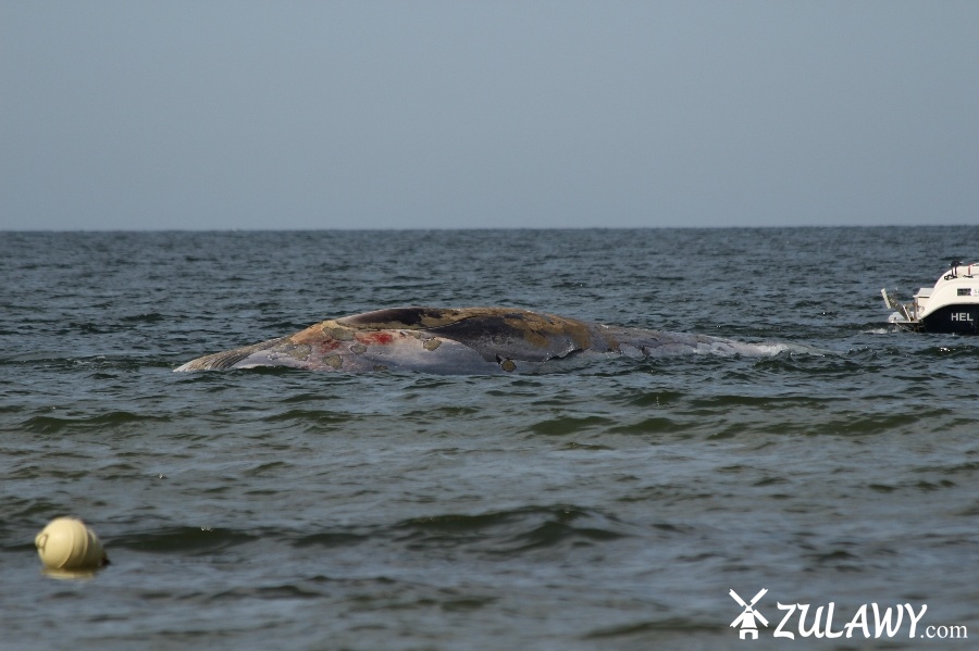 Holowanie wieloryba z play w Stegnie, fot. 8