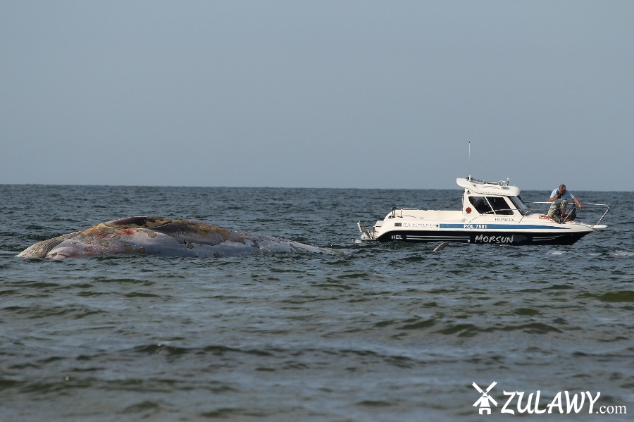 Holowanie wieloryba z play w Stegnie, fot. 9