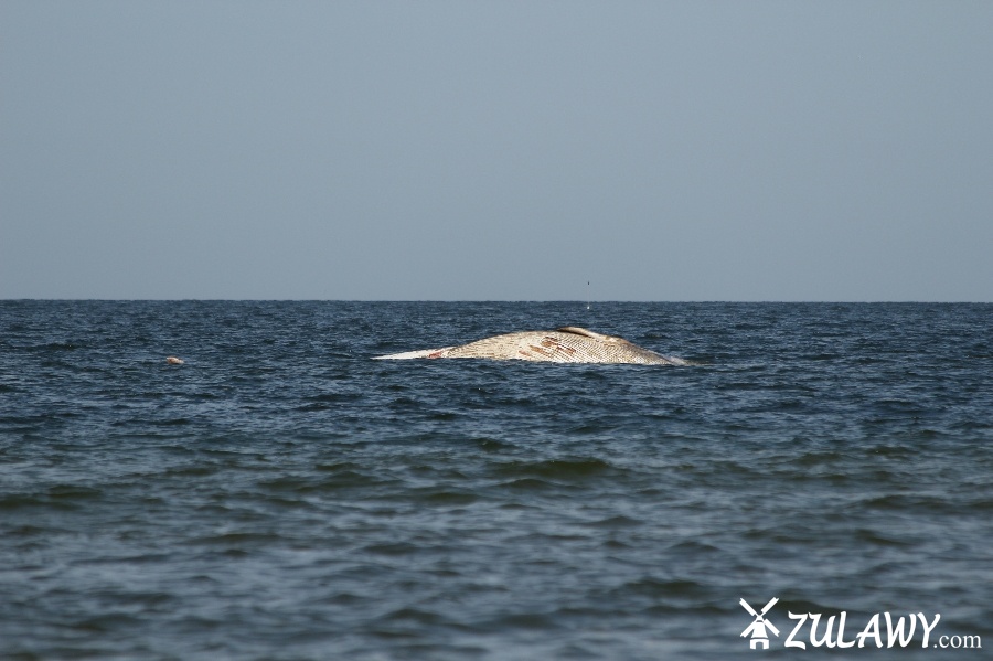 Holowanie wieloryba z play w Stegnie, fot. 11