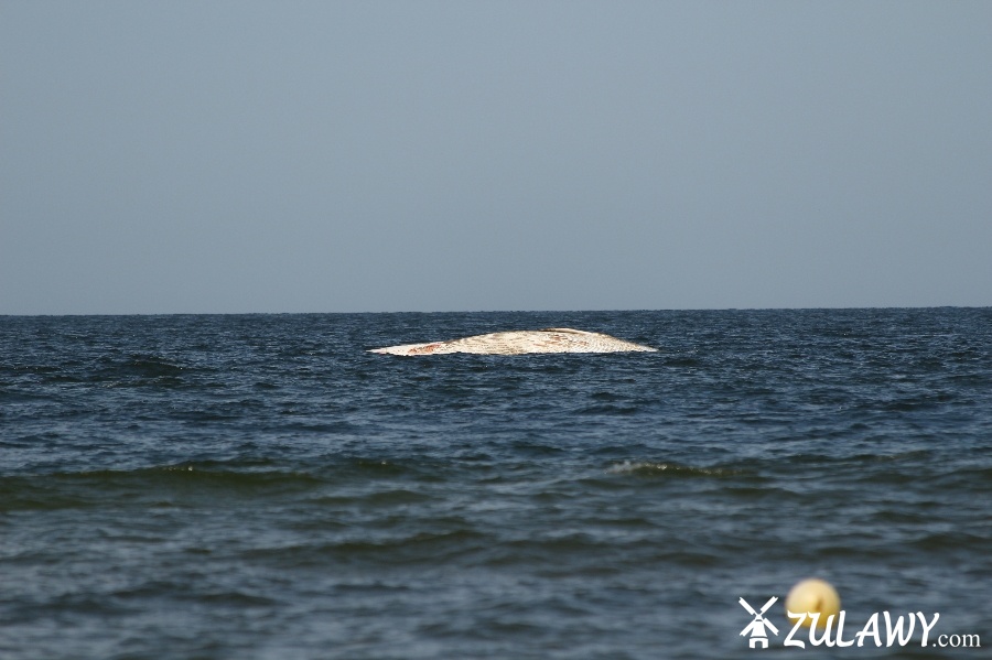 Holowanie wieloryba z play w Stegnie, fot. 12