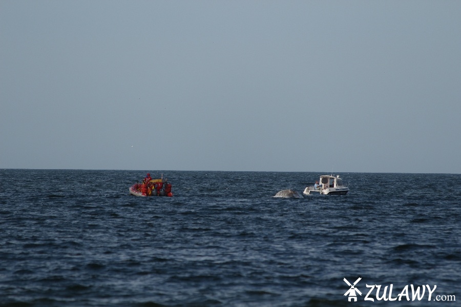 Holowanie wieloryba z play w Stegnie, fot. 15
