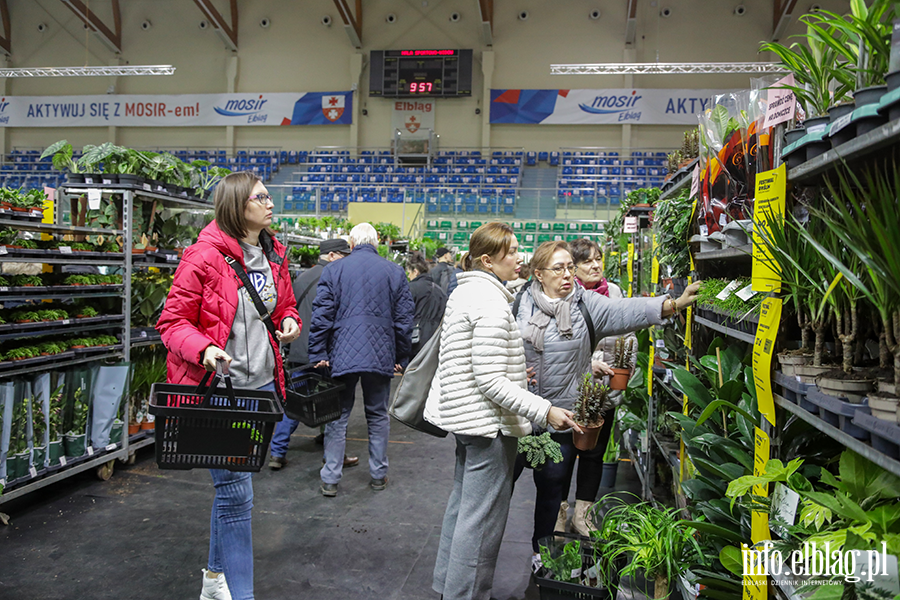  Kilka tysicy elblan przybyo na Festiwal Rolin, fot. 12