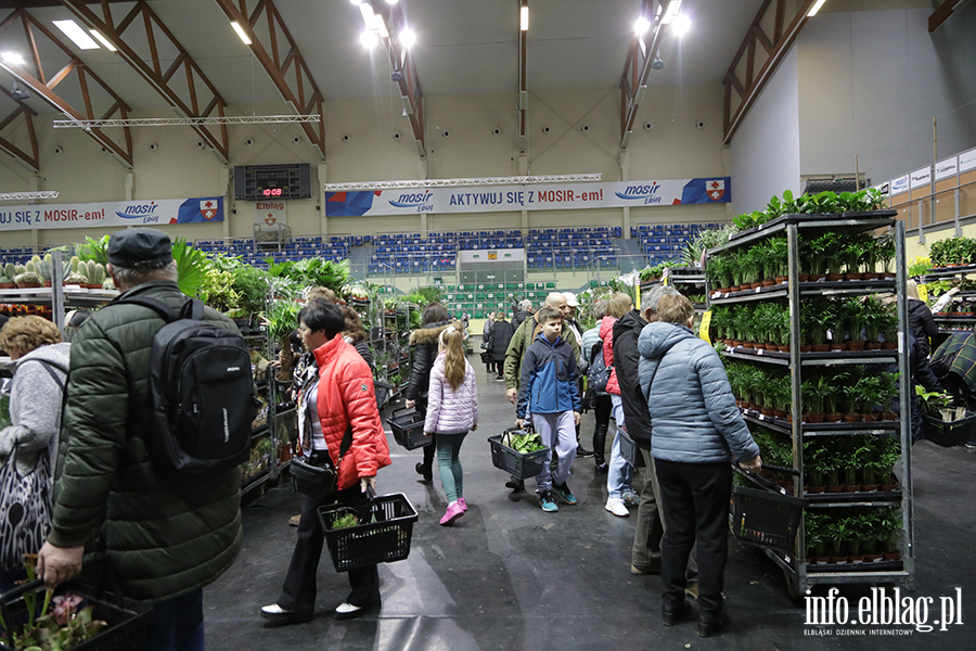  Kilka tysicy elblan przybyo na Festiwal Rolin, fot. 29