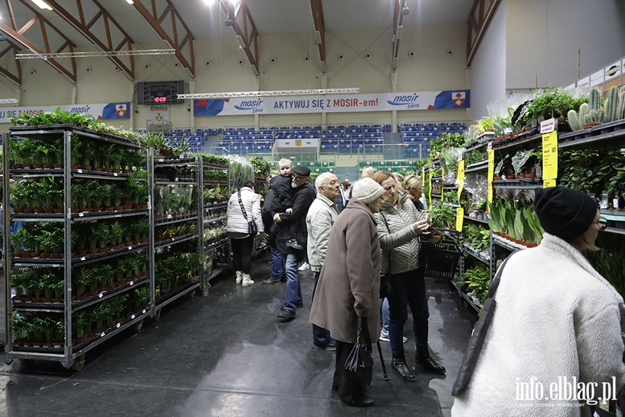  Kilka tysicy elblan przybyo na Festiwal Rolin, fot. 30