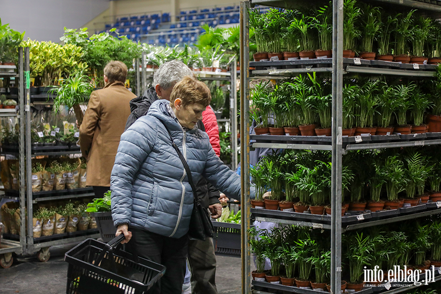  Kilka tysicy elblan przybyo na Festiwal Rolin, fot. 31