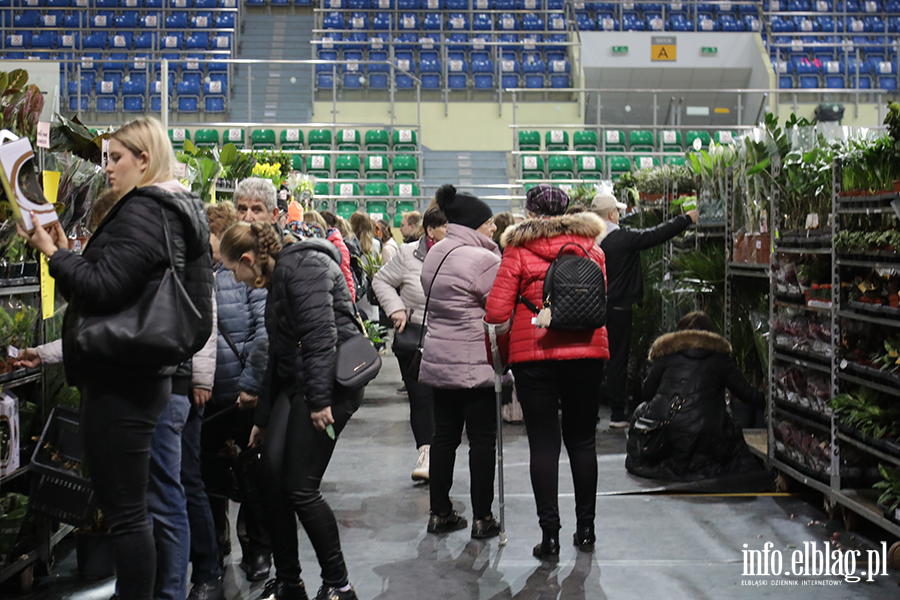  Kilka tysicy elblan przybyo na Festiwal Rolin, fot. 34